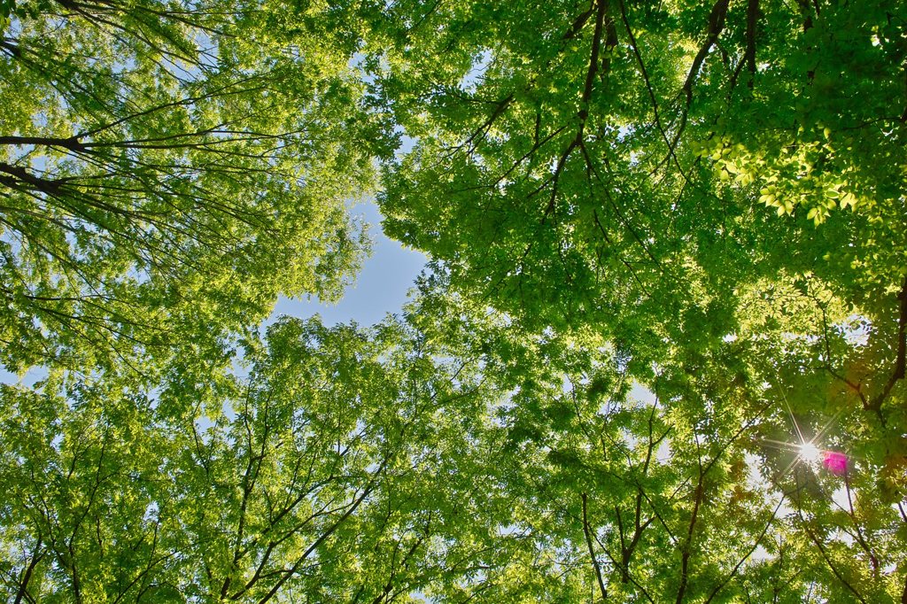 新緑ドドーン！