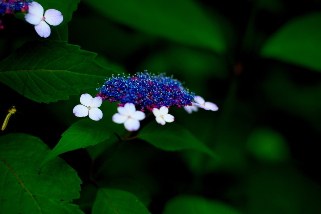 紫陽花だぜスナップ（２）