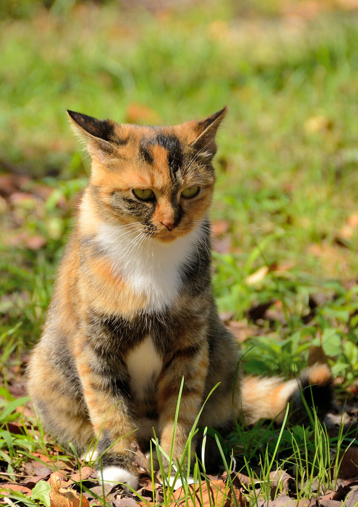 久々のD40スナップ（２）