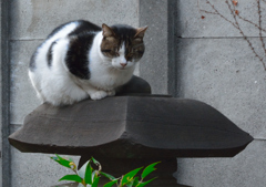 (=^・^=)撮り納め