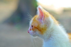 子猫パラダイス (1)