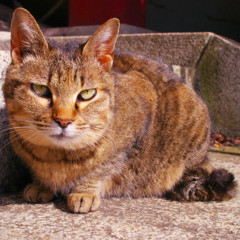 にらめっこ(=^・^=)