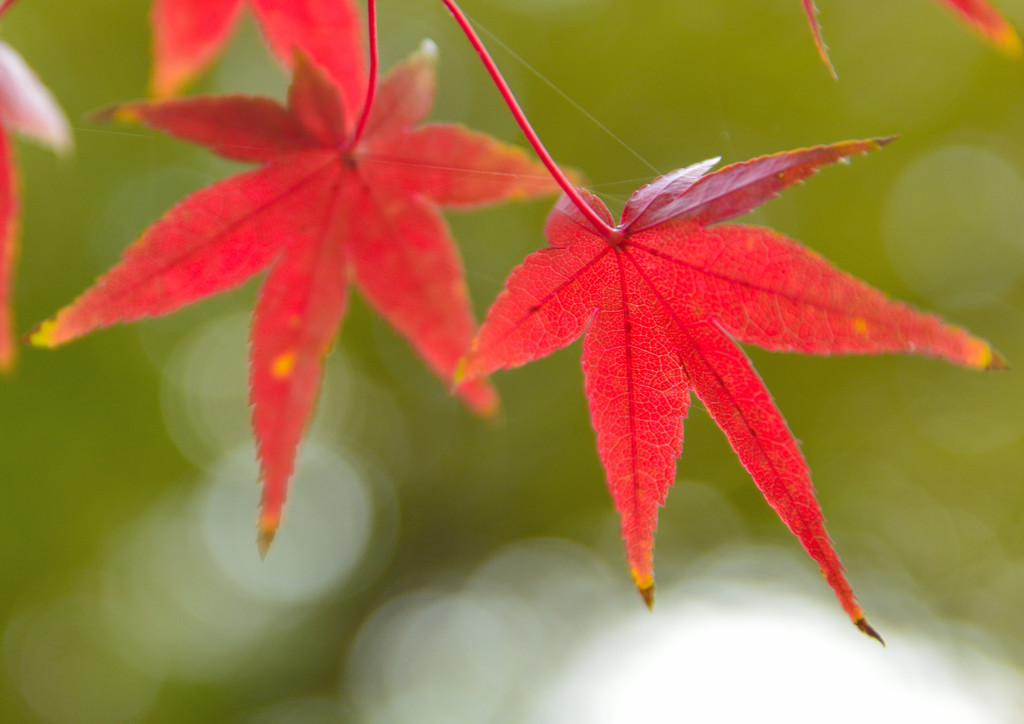 今年初めての紅葉ですね(^O^)／