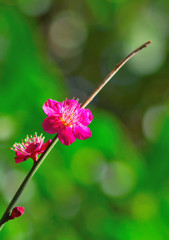 春らしく。。。