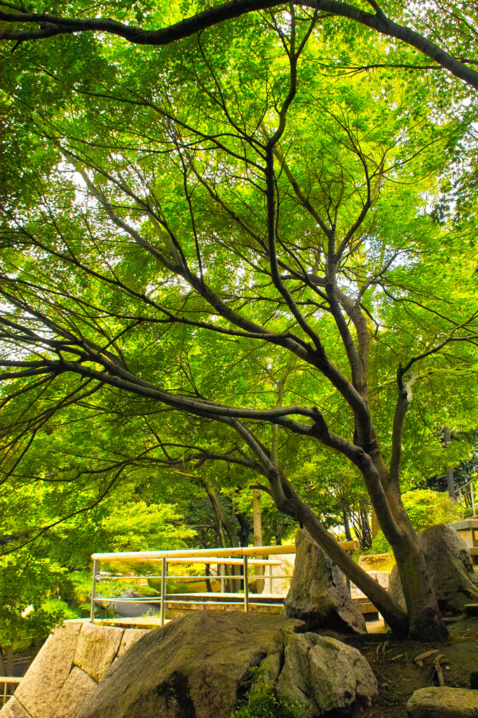 緑に囲まれるひととき