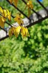 色づき始めています。