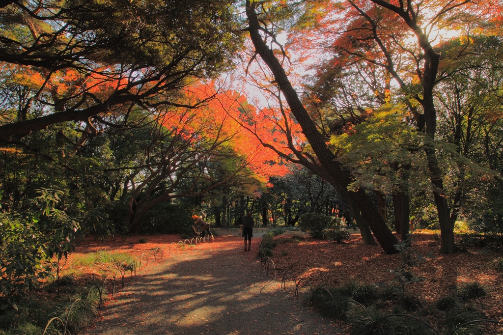 秋を惜しむ＠新宿御苑 (5)