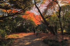 秋を惜しむ＠新宿御苑 (5)