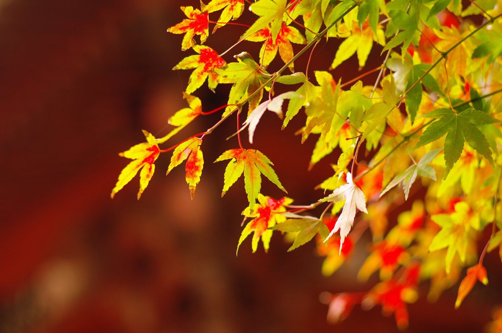 営業スナップ＠護国寺