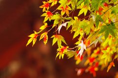 営業スナップ＠護国寺