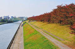 色づく街（３）