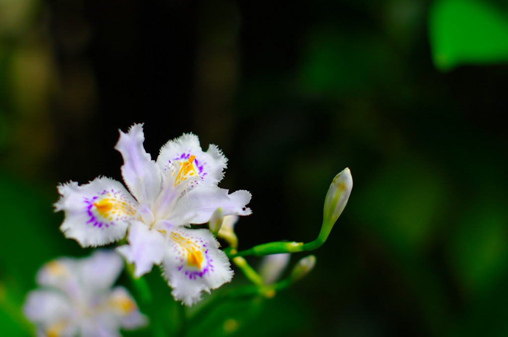 シャガってみた(^_^)/