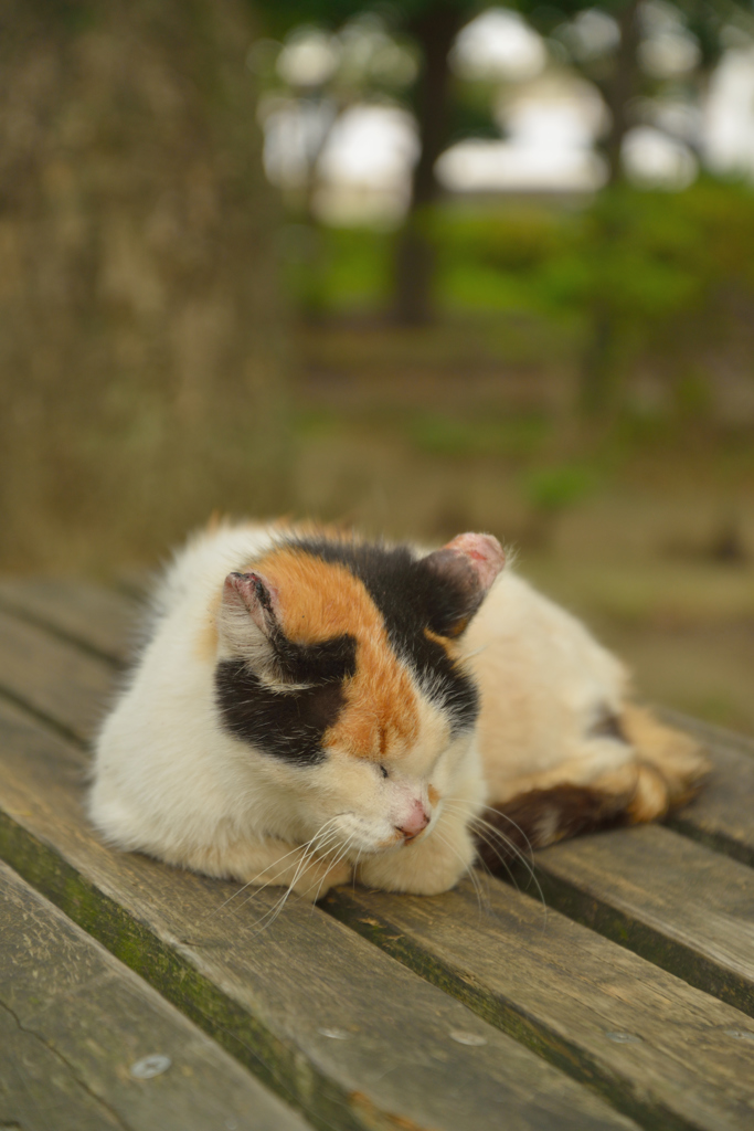 また、今日もこんな感じ(=^・^=)