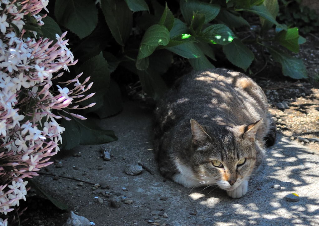 1 Nikkor 18.5mm f/1.8 初スナップ（４）