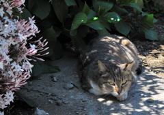 1 Nikkor 18.5mm f/1.8 初スナップ（４）