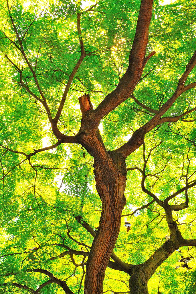 1 Nikkor 18.5mm f/1.8 初スナップ（３）