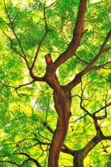 1 Nikkor 18.5mm f/1.8 初スナップ（３）