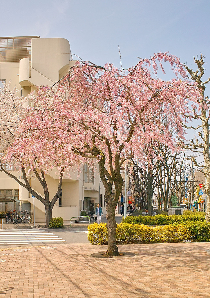 今年もフォビオンでサクラを