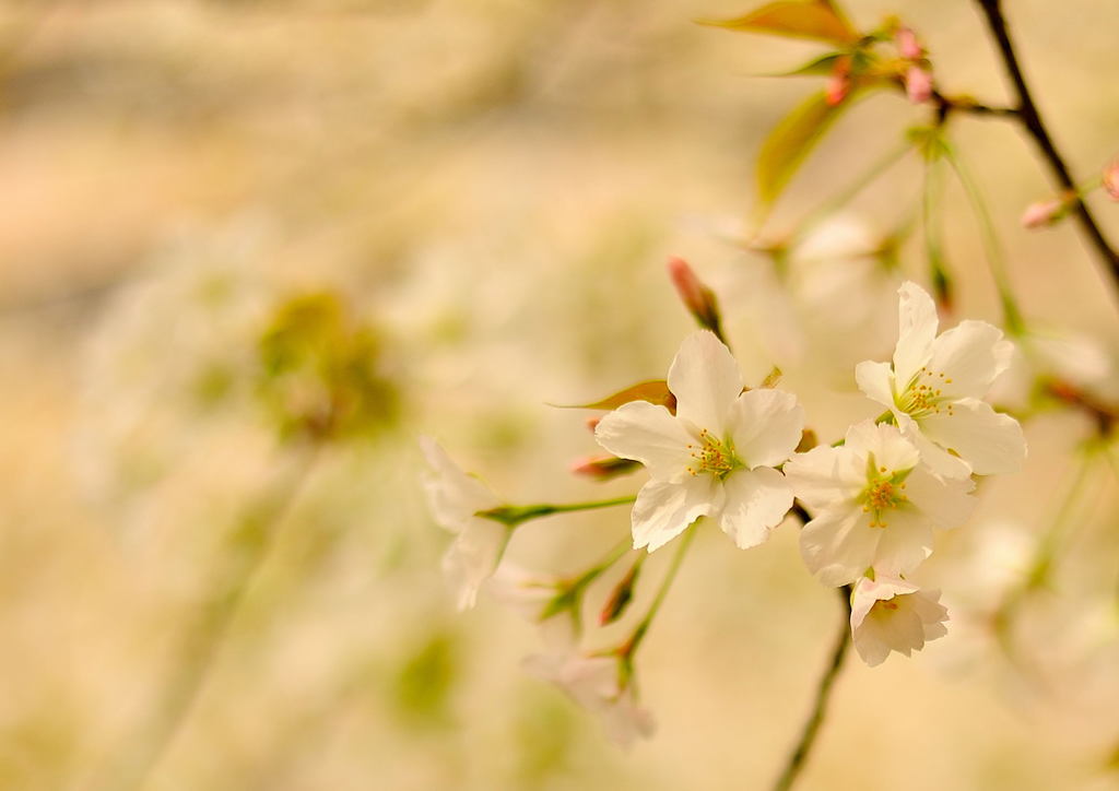 50mm一本勝負スナップ（１）