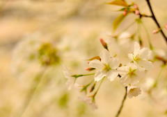 50mm一本勝負スナップ（１）