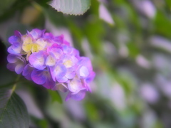 先日の紫陽花ですが。。。