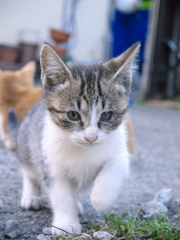 はい、猫です(=^・^=)