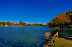 秋色スナップ (2)