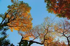 公園で寝転んでみた