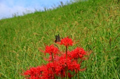 久しぶりのさぼりスナップ (5)