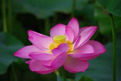 蓮＠上野公園