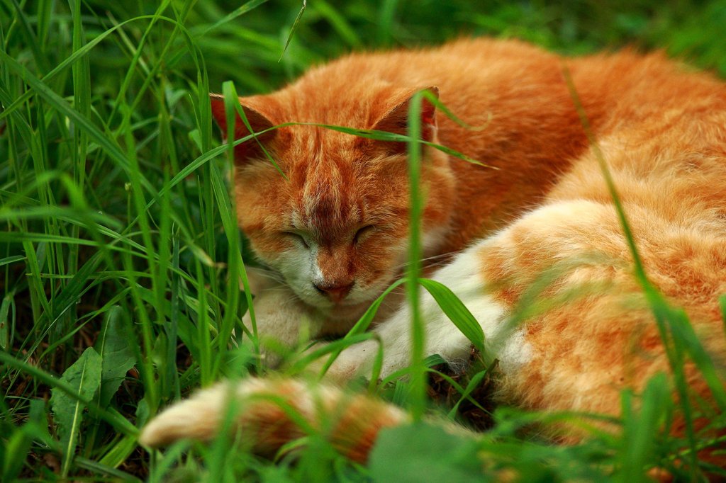 有休スナップ (3)