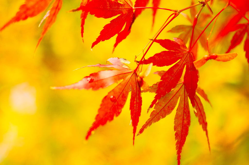 そして秋が来た（１）