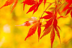 そして秋が来た（１）