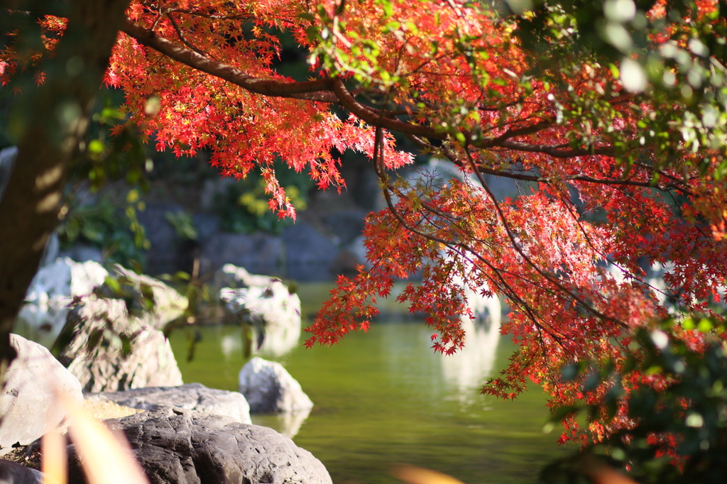 2008 紅葉 万博公園 6