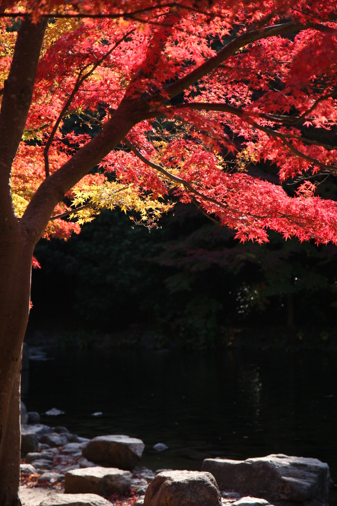 2008 紅葉 万博公園 3