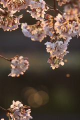 夕映えに散る桜