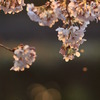 夕映えに散る桜