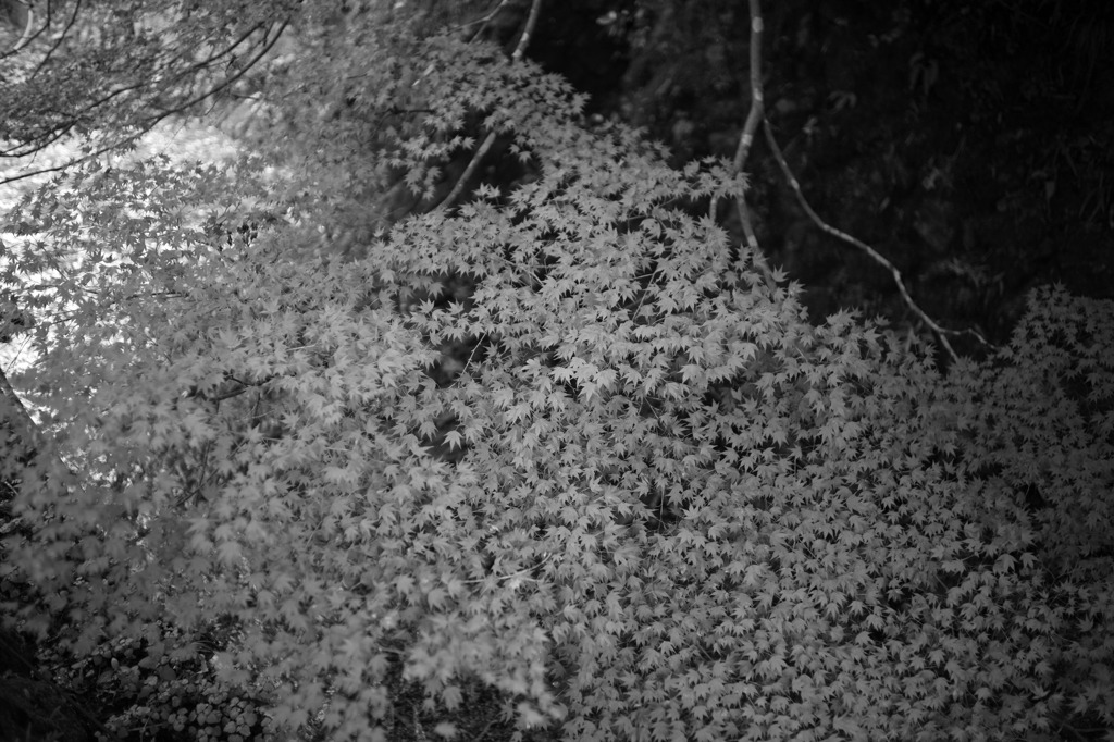photo1157638