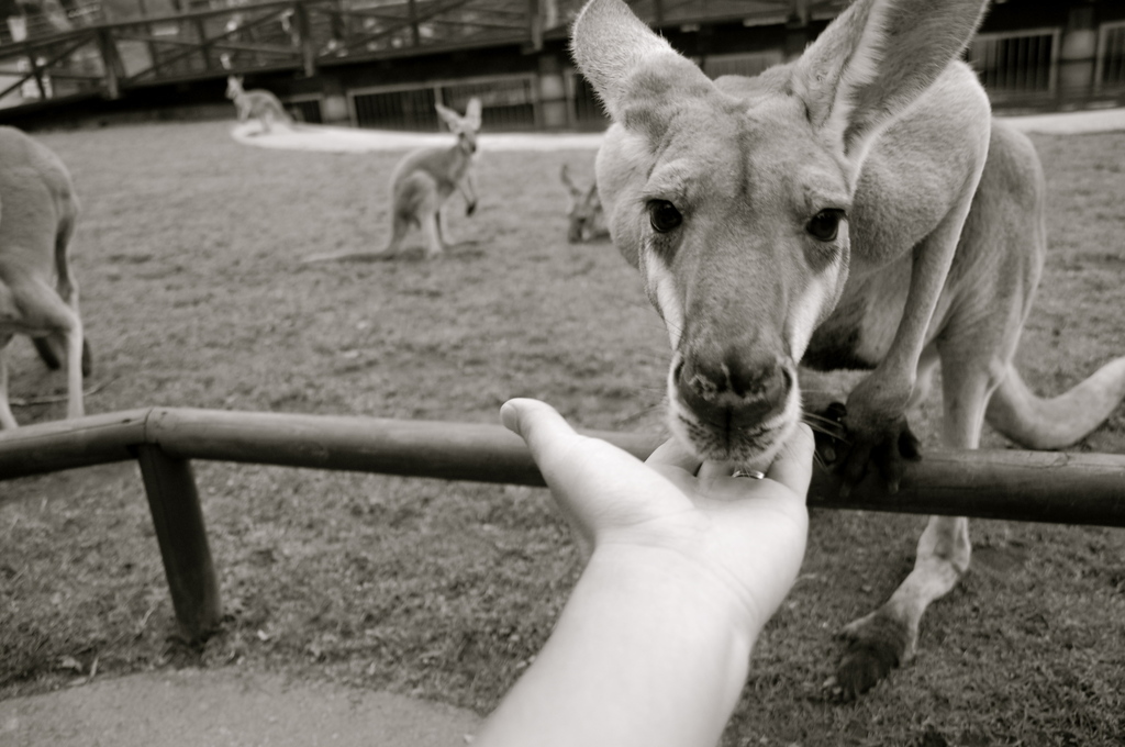 カンガルー