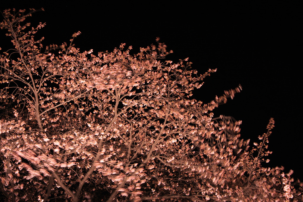 夜風にふかれて