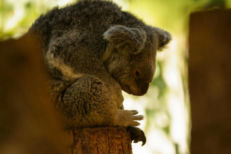 寝かけのコアラ