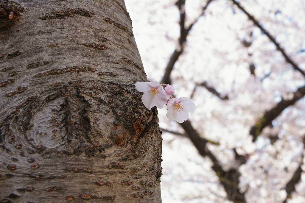 迷子のさくら