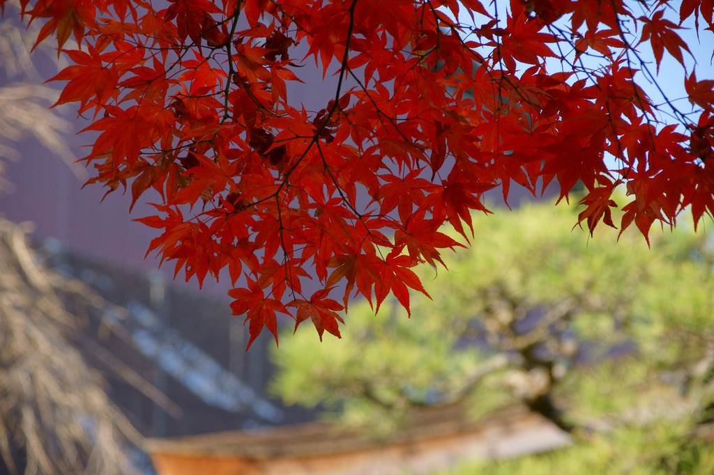 京都の紅葉