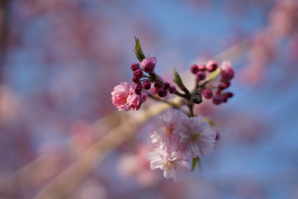 垂れ桜