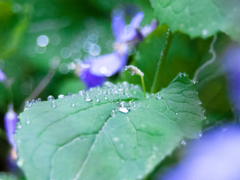 雨の滴　