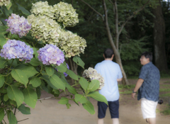 枯れ紫陽花と。