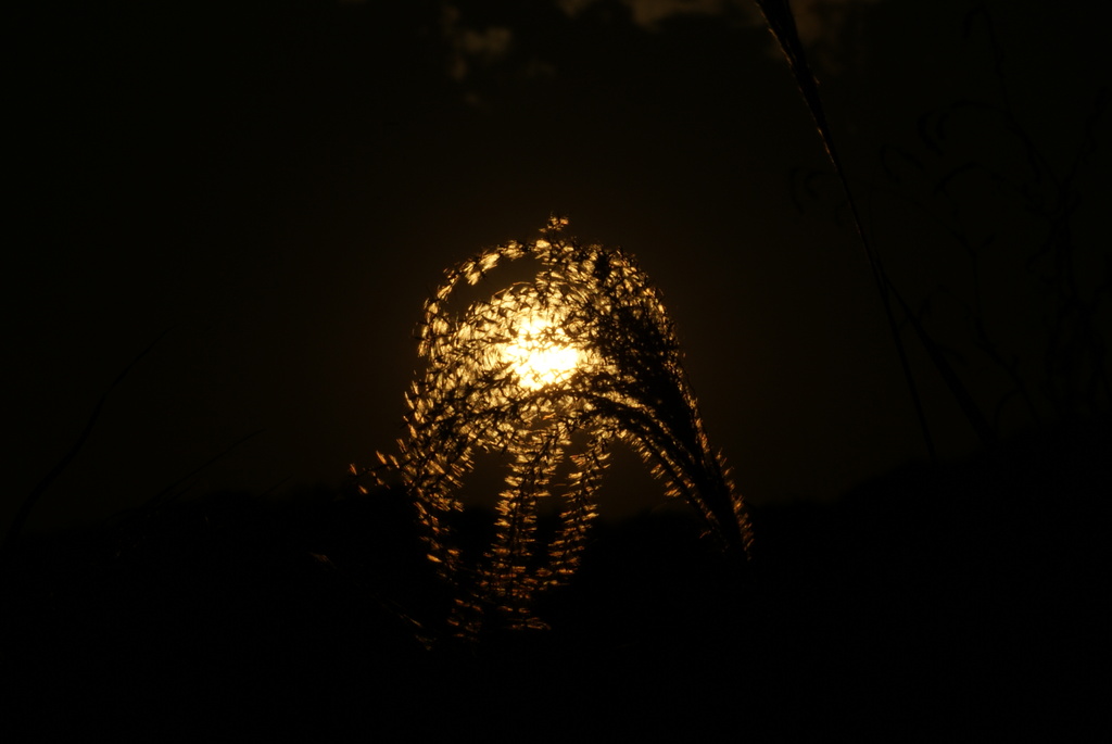 すすき花火