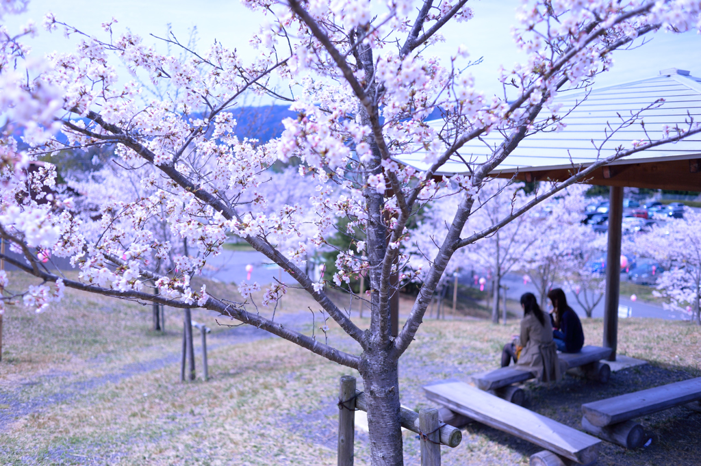 under sakura tree