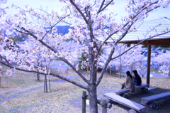 under sakura tree