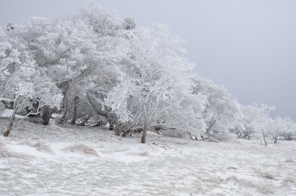 三峰山　霧氷